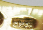 Preview: Edler Ring Silber 925 vergoldet rote + helle Edelsteine 3reihig Gr.ca. 63 Ø20,1 (N)