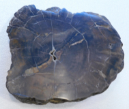 Großes Fossil wohl Holz Baumstamm Versteinerung ca. 24x22x9cm 8,4kg